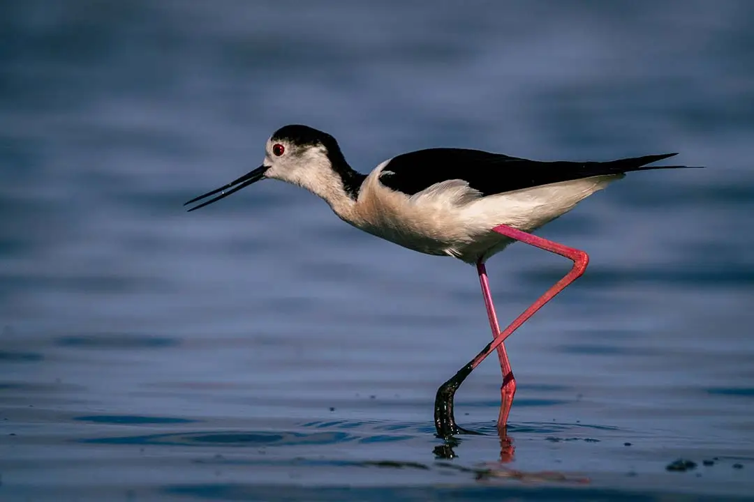 Black-winged Stilt